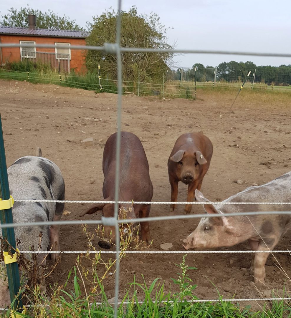 Schweine im Auslauf