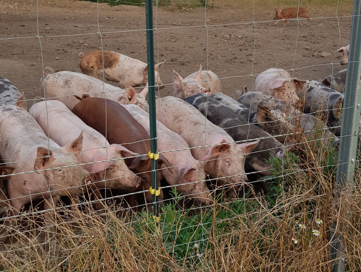 Schweine beim Auslauf 2